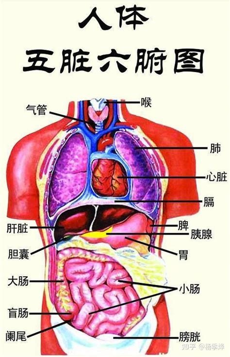 五腑|五脏六腑（人体器官）